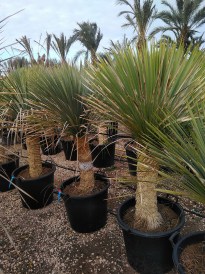 Yucca Rostrata torzs 60-80 cm